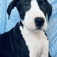 SHOW MARKED AKC MANTLE, a male Great Dane for sale in Westcliffe, CO – Photo 4 of 8