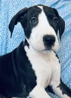 DIESEL AKC, a male Great Dane for sale in Westcliffe, CO – Photo 3 of 7