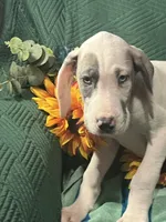 Prada, a female Great Dane for sale in Lamar, CO – 3 of 8