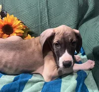 Aurora AKC, a female Great Dane for sale in Lamar, CO – 6 of 9