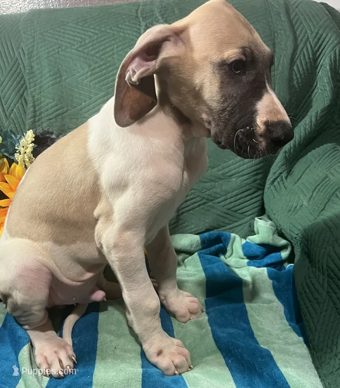 Jake AKC – Great Dane puppy for sale in Lamar, CO