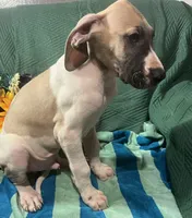 Jake AKC, a male Great Dane for sale in Lamar, CO – 1 of 9