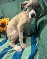 Aurora AKC, a female Great Dane for sale in Lamar, CO – 9 of 9