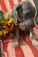 Baloo AKC , a male Great Dane for sale in Lamar, CO – 4 of 9