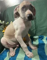 Jake AKC, a male Great Dane for sale in Lamar, CO – 5 of 9