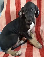 Ophelia AKC, a female Great Dane for sale in Sheridan Lake, CO – 9 of 10
