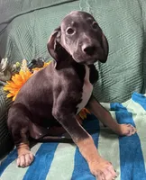 Ophelia AKC, a female Great Dane for sale in Lamar, CO – 2 of 8