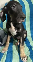 Ophelia AKC, a female Great Dane for sale in Sheridan Lake, CO – 3 of 10