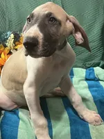 Jake AKC, a male Great Dane for sale in Lamar, CO – 9 of 9