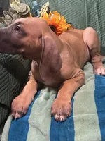 Denali AKC, a male Great Dane for sale in Lamar, CO – 3 of 6