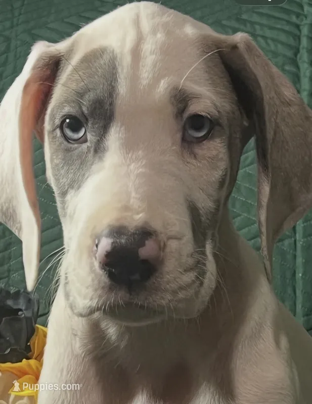 Prada – Great Dane puppy for sale in Lamar, CO