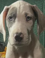 Prada, a female Great Dane for sale in Lamar, CO – 1 of 8