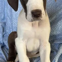 Waldo AKC, a male Great Dane for sale in Westcliffe, CO – Photo 4 of 8