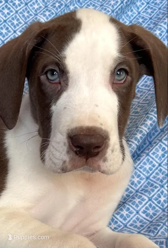 Choco AKC, a male Great Dane for sale in Westcliffe, CO – Photo 1 of 8