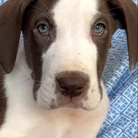 Waldo AKC, a male Great Dane for sale in Westcliffe, CO – Photo 1 of 8