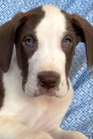 Choco AKC, a male Great Dane for sale in Westcliffe, CO – Photo 1 of 8