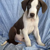 Waldo AKC, a male Great Dane for sale in Westcliffe, CO – Photo 6 of 8