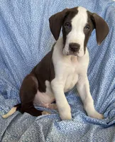 MILO AKC, a male Great Dane for sale in Westcliffe, CO – Photo 5 of 7