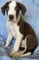 MILO AKC, a male Great Dane for sale in Westcliffe, CO – Photo 7 of 7