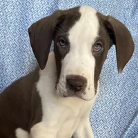 Waldo AKC, a male Great Dane for sale in Westcliffe, CO – Photo 3 of 8