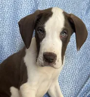MILO AKC, a male Great Dane for sale in Westcliffe, CO – Photo 2 of 7