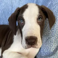 Waldo AKC, a male Great Dane for sale in Westcliffe, CO – Photo 5 of 8