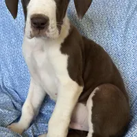 Waldo AKC, a male Great Dane for sale in Westcliffe, CO – Photo 2 of 8