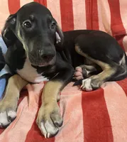 Ophelia AKC, a female Great Dane for sale in Sheridan Lake, CO – 10 of 10