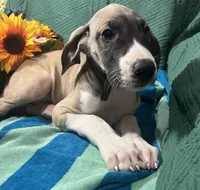 Aurora AKC, a female Great Dane for sale in Lamar, CO – 3 of 9