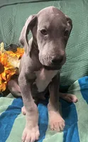 Baloo AKC , a male Great Dane for sale in Lamar, CO – 9 of 9