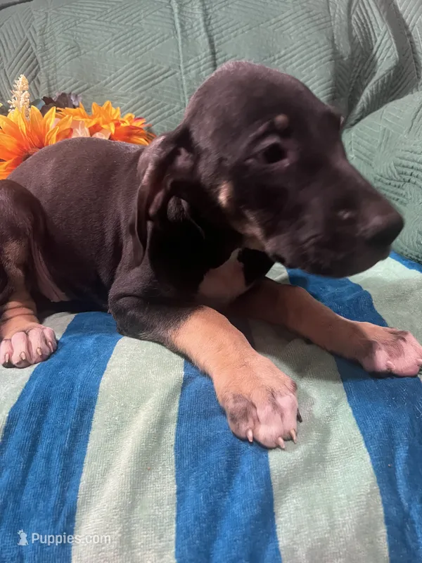 Ophelia AKC – Great Dane puppy for sale in Lamar, CO