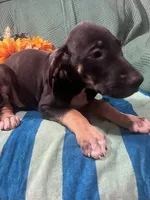 Ophelia AKC, a female Great Dane for sale in Lamar, CO – 5 of 8