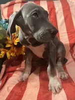 Baloo AKC , a male Great Dane for sale in Lamar, CO – 7 of 9