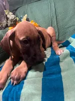 Denali AKC, a male Great Dane for sale in Lamar, CO – 2 of 6