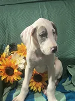 Prada, a female Great Dane for sale in Lamar, CO – 7 of 8