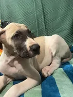 Jake AKC, a male Great Dane for sale in Lamar, CO – 7 of 9