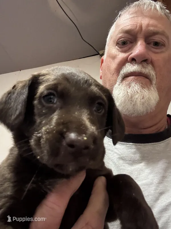 Red Collar – Labrador Retriever puppy for sale in Virginia Beach, VA