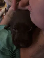 Black collar, a male Labrador Retriever for sale in Virginia Beach, VA – Photo 2 of 4