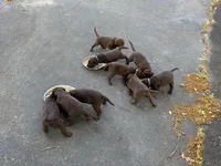 Black collar, a male Labrador Retriever for sale in Virginia Beach, VA – Photo 4 of 4