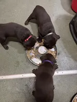 Black collar, a male Labrador Retriever for sale in Virginia Beach, VA – Photo 3 of 4