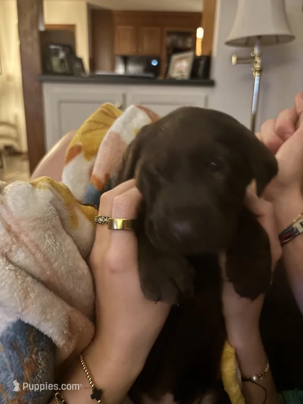 Black collar – Labrador Retriever puppy for sale in Virginia Beach, VA