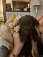 Black collar, a male Labrador Retriever for sale in Virginia Beach, VA – Photo 1 of 4