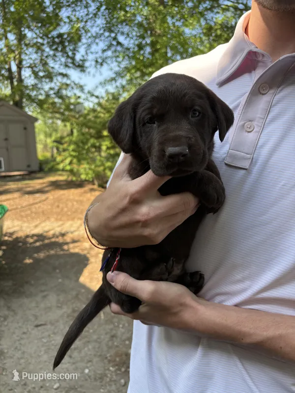 Green Collar  – Labrador Retriever puppy for sale in Virginia Beach, VA