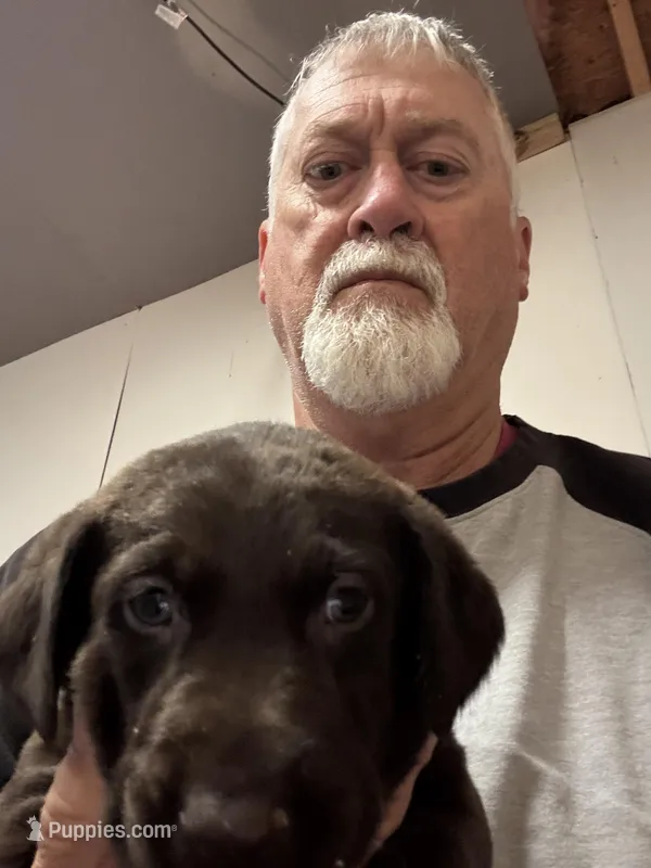 Blue Collar – Labrador Retriever puppy for sale in Virginia Beach, VA