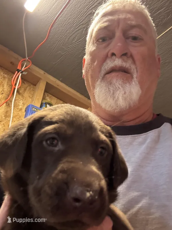 Purple Collar – Labrador Retriever puppy for sale in Virginia Beach, VA