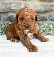 Coco, a female Poodle - Toy  for sale in Dundee, OH – 3 of 5