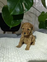 Izzy, a female Poodle - Toy  for sale in Dundee, OH – Photo 2 of 5