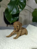 Izzy, a female Poodle - Toy  for sale in Dundee, OH – Photo 5 of 5