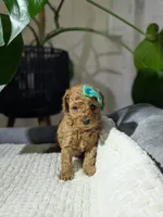 Izzy, a female Poodle - Toy  for sale in Dundee, OH – Photo 1 of 5