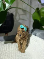 Izzy, a female Poodle - Toy  for sale in Dundee, OH – Photo 3 of 5